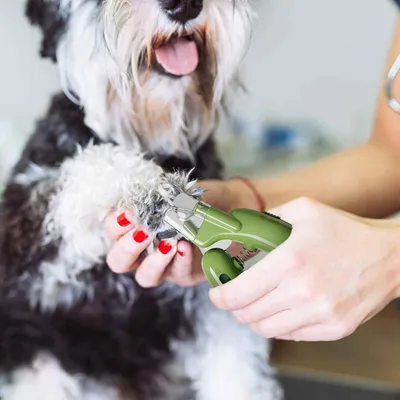 Ciseaux coupe-griffes pour chien et chat