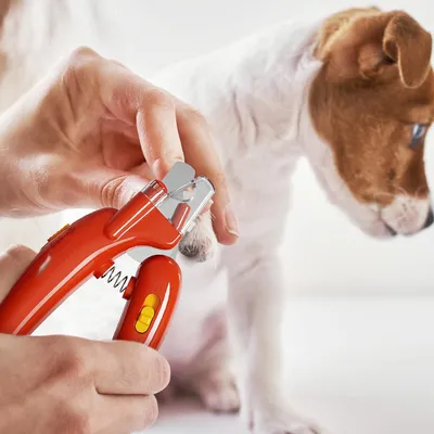 Ciseaux coupe-griffes pour chien et chat Ciseaux coupe-griffes pour chien et chat