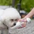 Bouteille d'eau filtrante portable pour chien, 330 ml