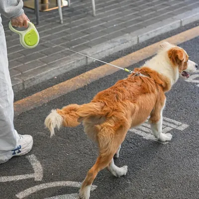 Living123 Laisses rétractables pour chiens