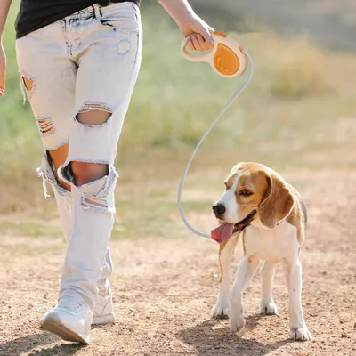 Living123 Laisses rétractables pour chiens