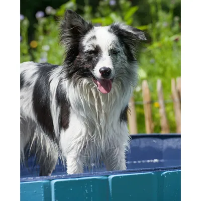 Piscine pour chien Ø80