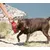 Jouet fitness pour chien