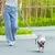 Laisse chien Truelove Pull Spécial Edition Flower Laisse chien Truelove Pull Spécial Edition Flower
