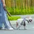Laisse chien Truelove Pull Spécial Edition Flower Laisse chien Truelove Pull Spécial Edition Flower