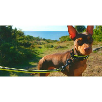 Laisse chien Truelove Walk assortie au harnais TRUELOVE Country PLUS