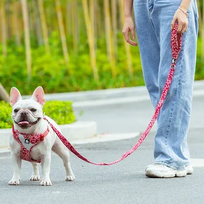 Laisse chien Truelove Pull Spécial Edition Flower Laisse chien Truelove Pull Spécial Edition Flower