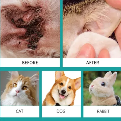 Lotion pour le nettoyage des oreilles des animaux de compagnie
