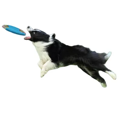 Direct Power  Frisbee en toile pour chien