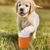 IntiMeg Coupe de lavage des pattes pour animaux de compagnie intelligent