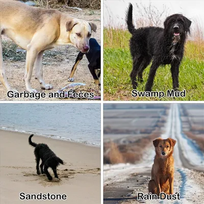 IntiMeg Coupe de lavage des pattes pour animaux de compagnie intelligent