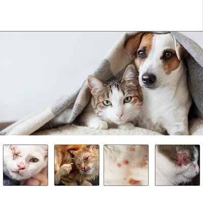 Direct Power Spray contre la teigne pour chats