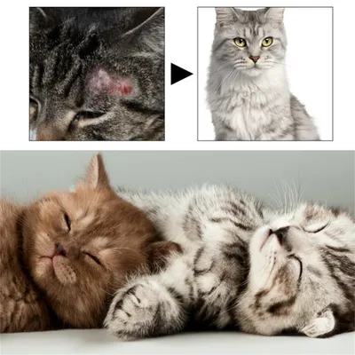 ZenPets Direct Power Spray contre la teigne pour chats
