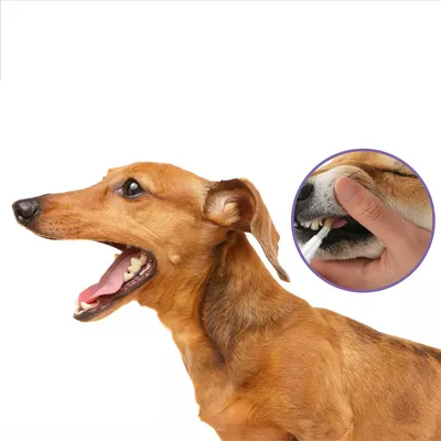 Direct Power Gel de soin buccal pour animaux de compagnie