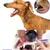 Direct Power Gel de soin buccal pour animaux de compagnie