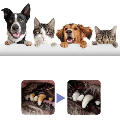 IntiMeg Spray limpiador dental para gatos y perros
