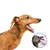 IntiMeg Spray de nettoyage dentaire pour chats et chiens