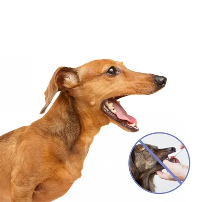 IntiMeg Spray de nettoyage dentaire pour chats et chiens