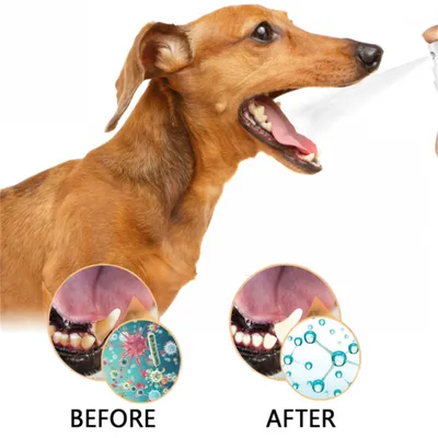 IntiMeg Spray de nettoyage dentaire pour chats et chiens