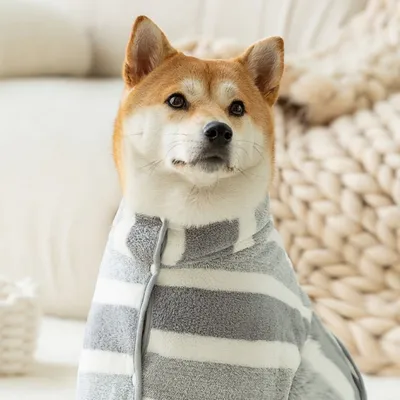 Direct Power Peignoir pour chien