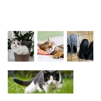 ZenPets Direct Power Antiparasitaire pour chats et chiens