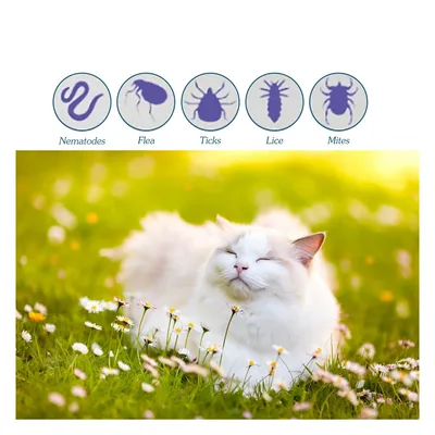 ZenPets Direct Power Antiparasitaire pour chats et chiens