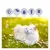 Direct Power Antiparasitaire pour chats et chiens