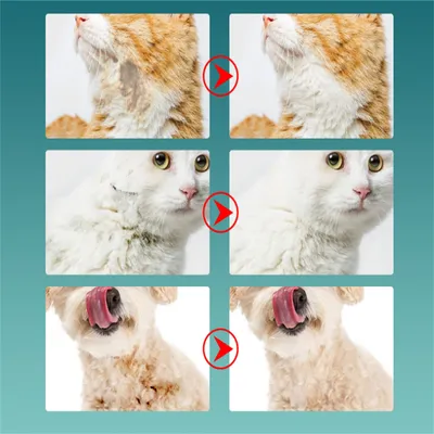 Direct Power Gants de nettoyage pour animaux de compagnie