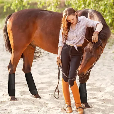 Protège - jarrets pour cheval