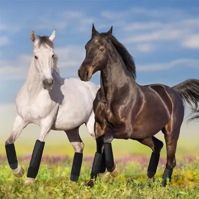 Protège - jarrets pour cheval