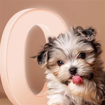 Direct Power Spray anti-nœuds pour poils d'animaux