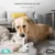 IntiMeg Caméra de surveillance WiFi pour  animaux