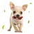 Direct Power Os à gratter et nettoyer les dents pour chien