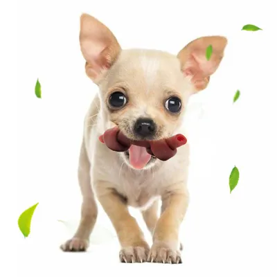 ZenPets Hueso rascador y limpiador de dientes para perros Direct Power