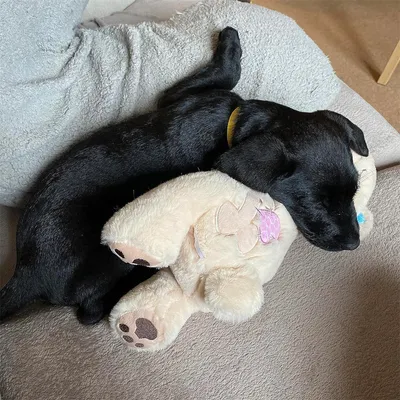 IntiMeg Jouet de Battement de Coeur en Peluche pour Chiots