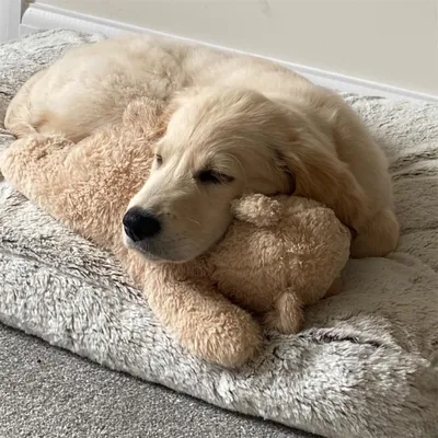 IntiMeg Jouet de Battement de Coeur en Peluche pour Chiots