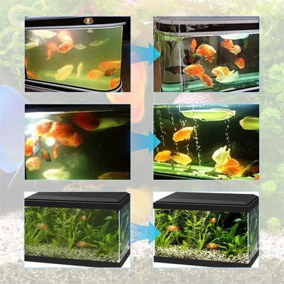 IntiMeg Poudre Algicide pour Nettoyeur d'Aquarium