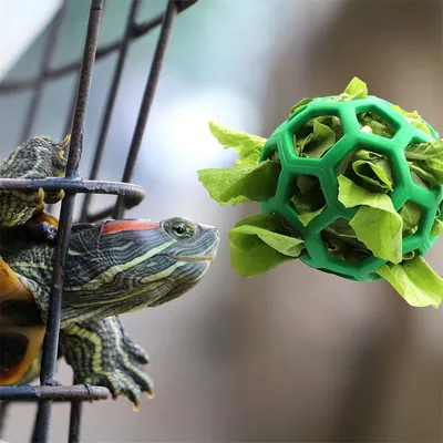 IntiMeg Balle à Friandises en Forme de Tortue