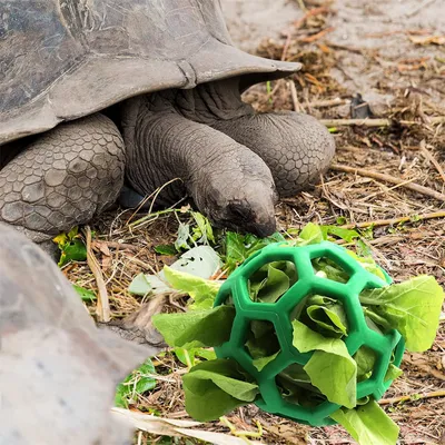 IntiMeg Balle à Friandises en Forme de Tortue