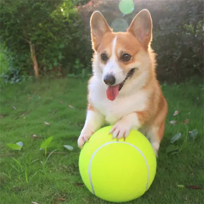 IntiMeg Balle de tennis jumbo de 9,5" pour chiens