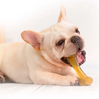 Direct Power Os à gratter pour chien-2 articles