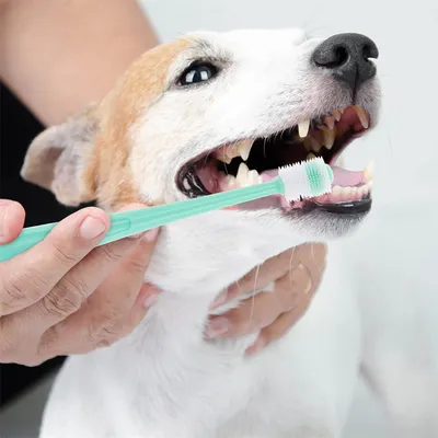 IntiMeg Brosses à dents 360° pour chiens et chats