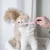 IntiMeg Brosses à dents 360° pour chiens et chats