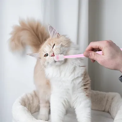 IntiMeg Brosses à dents 360° pour chiens et chats