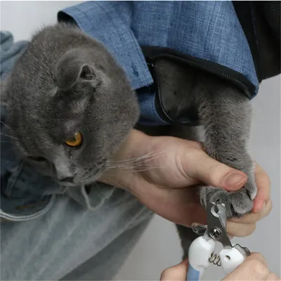 ZenPets Direct Power Sac de transport grillagé pour chats