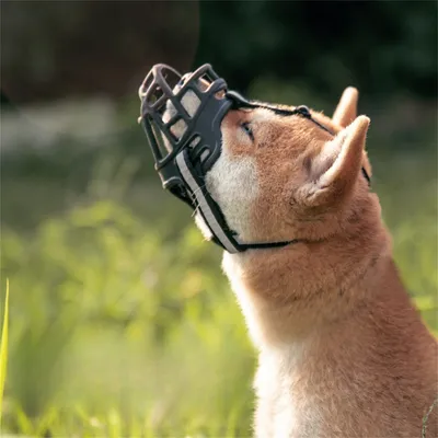 IntiMeg Muselière pour chien