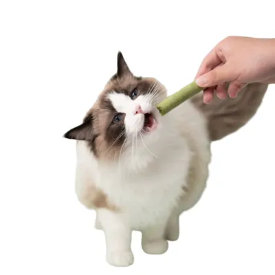 Direct Power Barre de grignotage pour chat au catnip lyophilisé