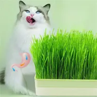 IntiMeg Bac à herbe à chat