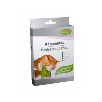 Herbe à chat - Bubimex Herbe à chat - Bubimex