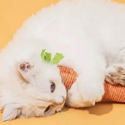 ZenPets Jouet en forme de carotte en corde pour chat